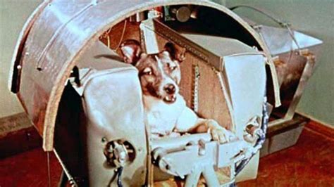 Laika La Primera Perrita Astronauta