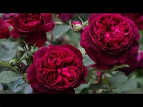 УДОБРЕНИЯ ДЛЯ РОЗ. ЧТО ВАМ ТОЧНО НУЖНО! - YouTube