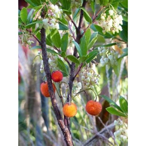 Arbutus unedo Compacta Arbousier compact très florifère et fructifère