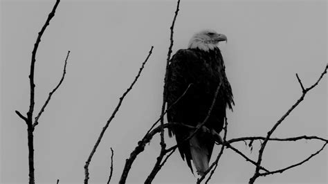 Wallpaper Eagle Bw Bird Predator Branches Hd Picture Image