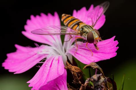 Female Marmalade Hoverfly Episyrphus Balteatus On A Carthusian Pink