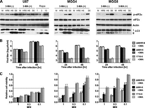 Inhibition Of Autophagy By 3 Ma Does Not Affect Ohsv A Autophagy And