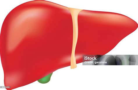흰색 배경에 고립 된 인간의 간 해부학입니다 현실적인 벡터 일러스트 레이 션 내분비계에 대한 스톡 벡터 아트 및 기타 이미지