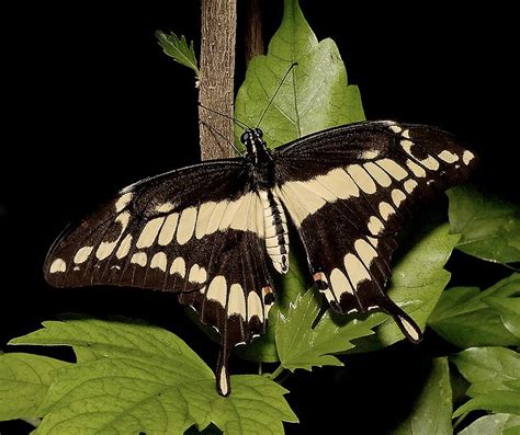 Caterpillar of the day: Papilio cresphontes | Caterpillar Eyespots