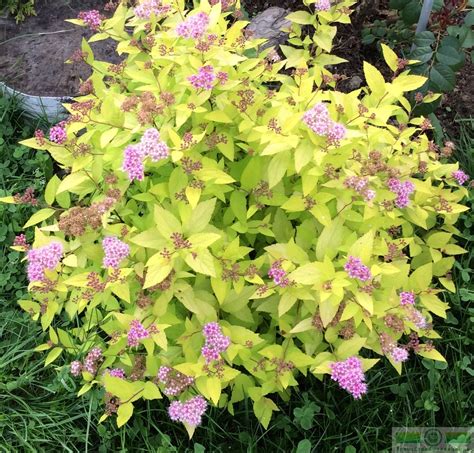Спирея японская «Голд Маунт» (Spiraea japonica «Goldmound») купить для ...