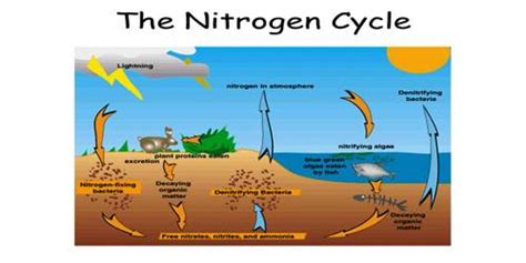 Nitrogen Cycle - QS Study