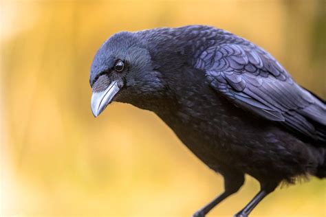 Corvids: how to identify the crow family
