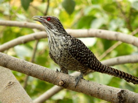 Kostenlose foto Natur Ast Vogel Weiß niedlich weiblich