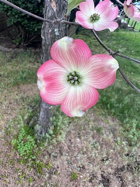 Dogwood Blossom Flowers - Free photo on Pixabay - Pixabay