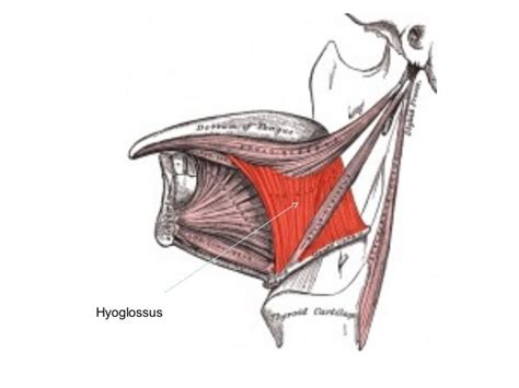 The hyoglossal muscle