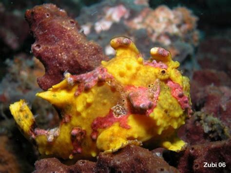 Frogfish / Anglerfish (Antennariidae): Characteristics - Frogfish Terms ...