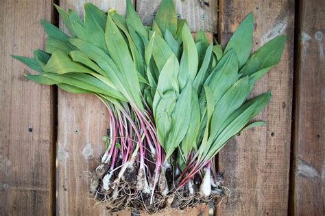 How To Grow Ramps Wild Leeks