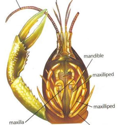 malacostraca cephalic appendages Diagram | Quizlet