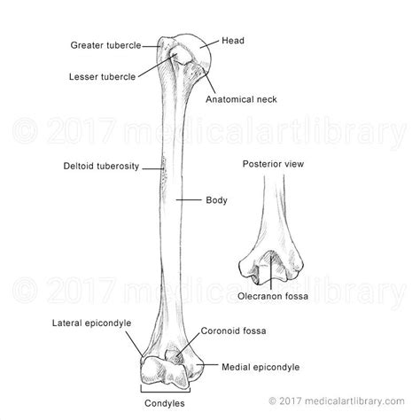 Humerus – Artofit