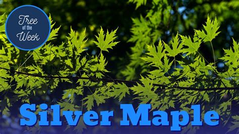 Tree Of The Week Silver Maple Youtube