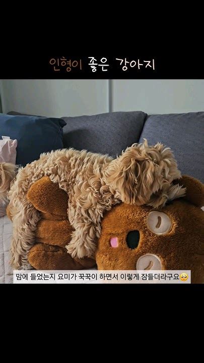 애착인형 끌어안고 자는 강아지강아지 강아지브이로그 강아지일상 댕댕이 말티푸 멍멍이 반려견 반려동물 브이로그