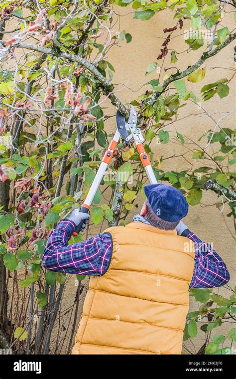 Man Pruning A Hazelnut Tree Removal Of The Oldest Stems To Let Air In