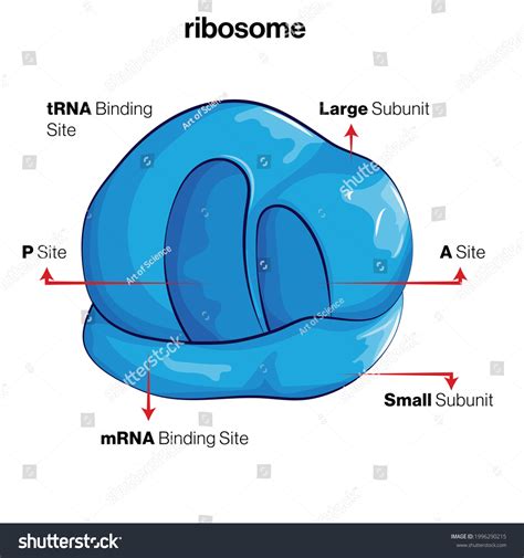 Structure Ribosome Illustration White Background Stock Vector Royalty