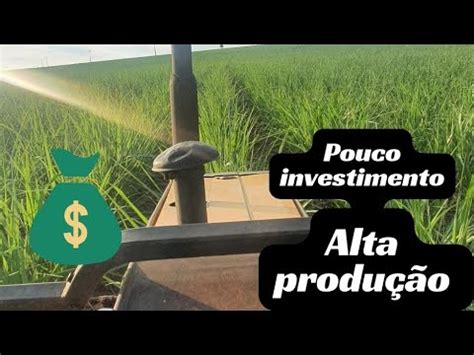 Como ganhar dinheiro investindo pouco na Cana de açucar o que ninguém