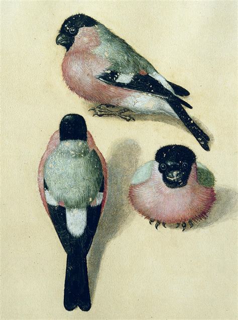 Three Studies Of A Bullfinch Painting By Albrecht Durer Fine Art America