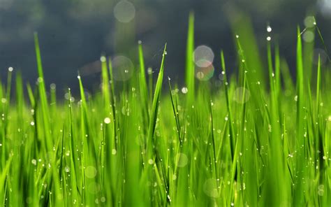 Hd Grass Wallpaper 76 Images