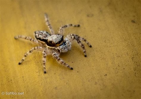 Photo Post: Brazilian Jumping Spider