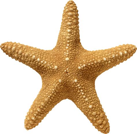 Starfish Wallpaper - Starfish PNG png download - 2617*2560 - Free Transparent Starfish png ...