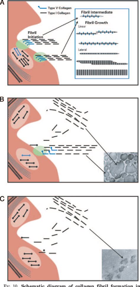 Figure 10 From Type V Collagen Controls The Initiation Of Collagen Fibril Assembly Semantic