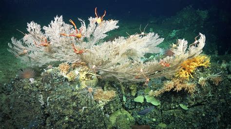 Scientists Discover Healthy Deep-Sea Coral Reef and New Seamounts in ...