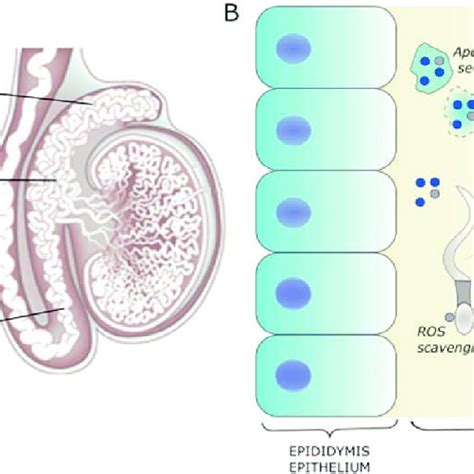 Ev Mediated Communication Between Sperm Cells And The Epididymis A Download Scientific