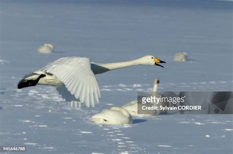 Cygne Chanteur Photos and Premium High Res Pictures - Getty Images