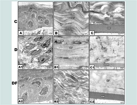 Transmission Electron Micrograph Of Cornea Of Male Rats A C Control Download Scientific