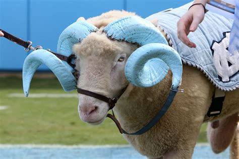 Why is North Carolina's mascot a ram?