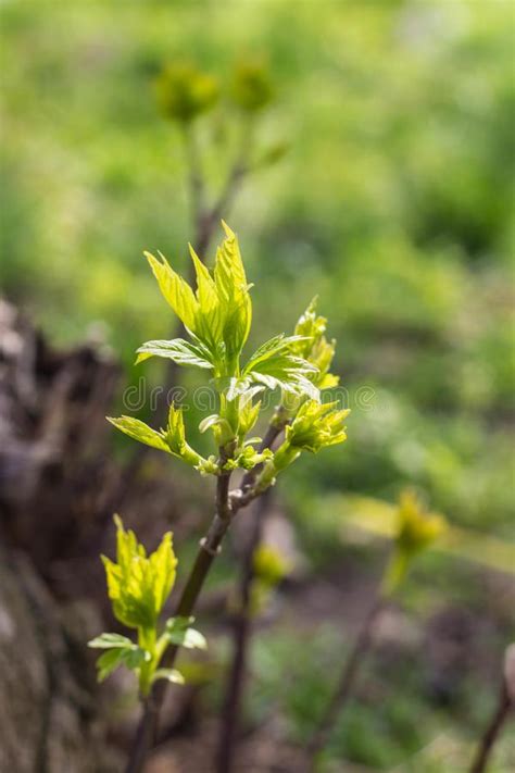 Las Hojas De La Primera Primavera Los Brotes Y El Fondo Apacibles De