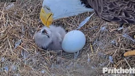 Heartwarming video shows bald eagle hatching from its egg | CNN