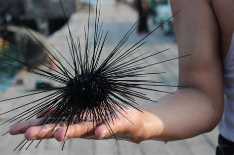 Sehat Gratis Fakta Tentang Landak Laut Bulu Babi Echinoidea