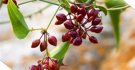 Sarsaparilla - Pflanzensamen (A-Z) - Shop | Ginger Fox