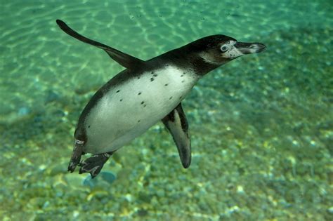How Fast Can Penguins Swim? - Penguins Blog