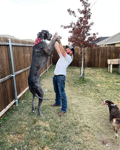 Il Tait Tellement Aim Le Plus Grand Chien Du Monde Est Mort L