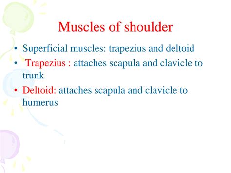 Solution Muscles Of Upper Limb Studypool