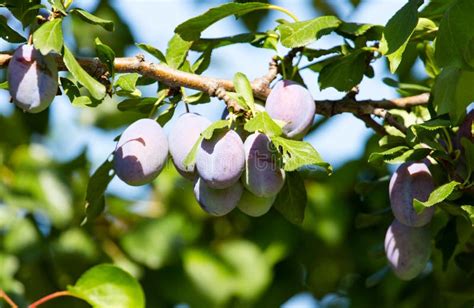 Blue Plum on Tree Branches in Nature Stock Photo - Image of sweet, leaf ...