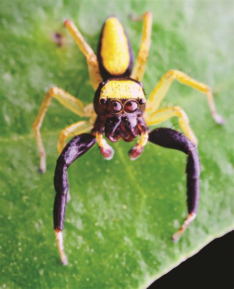 Zsi Discovers 4 New Species Of Jumping Spiders