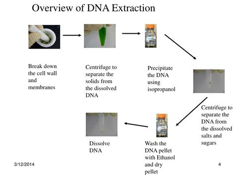 PPT - DNA EXTRACTION PowerPoint Presentation - ID:318148