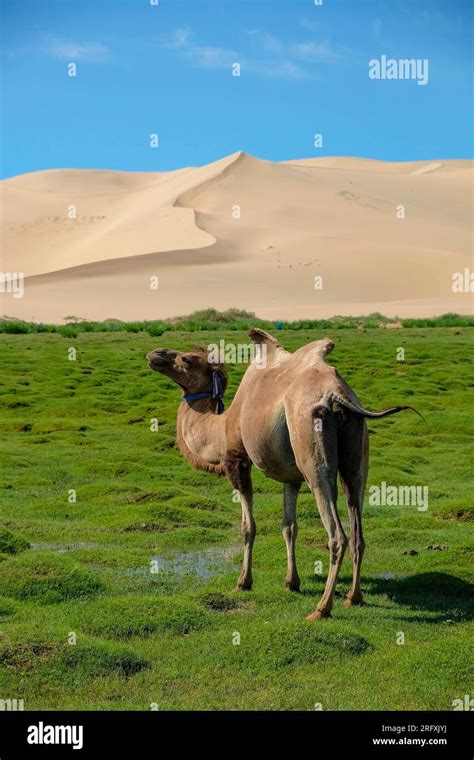 A Camel In The Khongor Sand Dunes In The Gobi Desert In Mongolia Stock