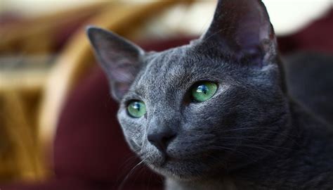 Kucing Russian Blue Harga Karakteristik Dan Perawatan Kucingmania