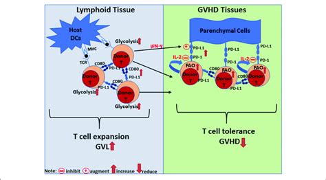 Diagram Of Pd L Mediated Signaling Regulation Of T Cell Metabolism