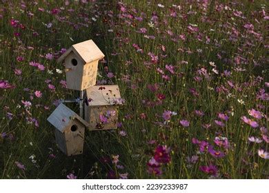 Birdhouse Flowers Over 6 830 Royalty Free Licensable Stock Photos