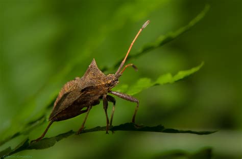 Fotos Gratis Naturaleza C Sped Rama Fotograf A Hoja Flor Verde