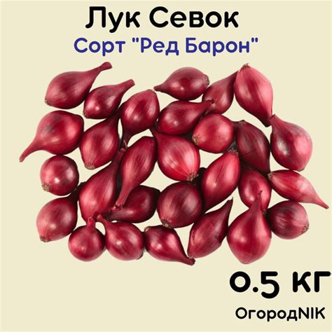 Лук Севок сорт "Ред Барон" купить на OZON по низкой цене (858161843)