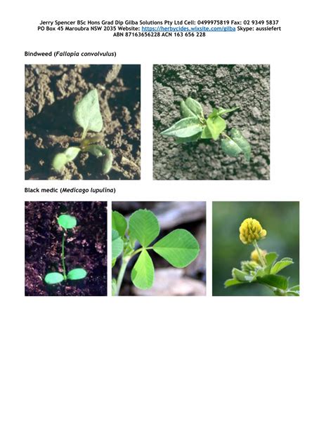 What do dominant weeds tell us about soil conditions | PDF | Gardening